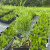 _Туя западная Смарагд / Thuja occidentalis Smaragd _туя западная смарагд / thuja occidentalis smaragd