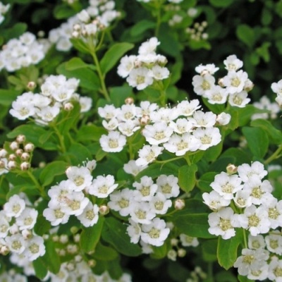 спирея ниппонская halward`s silver / spiraea nipponica halward`s silver