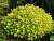 спирея японская gold mound / spiraea japonica gold mound