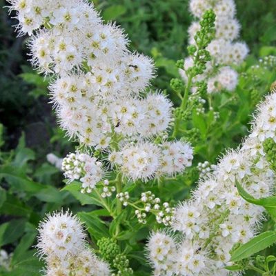 спирея иволистная белая / spiraea salicifolia