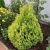 Туя складчатая Корник / Thuja plicata Kornik туя складчатая корник / thuja plicata kornik