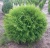 Туя западная Литтл Чемпион / Thuja occidentalis Little Champion туя западная литтл чемпион / thuja occidentalis little champion