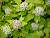 пузыреплодник калинолистный / physocarpus opulifolius dart`s gold