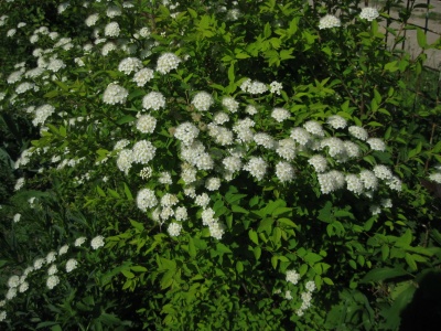 спирея ниппонская june bride / spiraea nipponica june bride