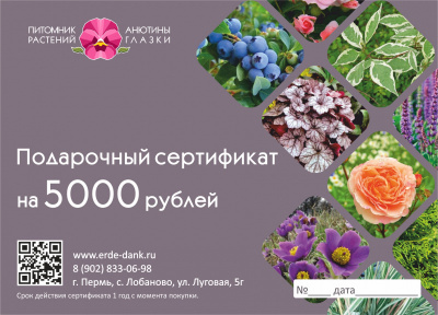 подарочный сертификат на 5000 руб.
