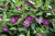 Барвинок малый Atropurpurea барвинок малый atropurpurea