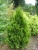 Туя складчатая Корник / Thuja plicata Kornik туя складчатая корник / thuja plicata kornik