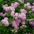 Спирея японская Little Princess / Spiraea japonica Little Princess спирея японская little princess / spiraea japonica little princess