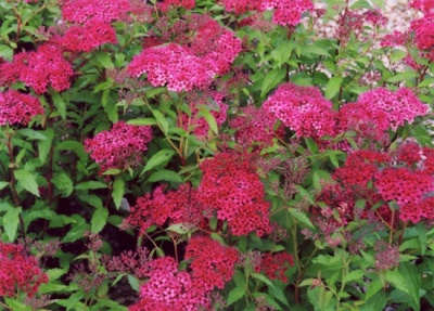 спирея японская anthony waterer / spiraea japonica anthony waterer