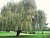 ива серебристая (белая) / salix alba argentea