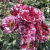 роза нью имейджн (new imagine) флорибунда