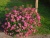 Спирея японская Anthony Waterer / Spiraea japonica Anthony Waterer спирея японская anthony waterer / spiraea japonica anthony waterer