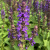 Шалфей дубравный / Salvia nemorosa Salvatore Blue шалфей дубравный / salvia nemorosa salvatore blue