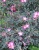 Роза сизая / Rosa glauca роза сизая / rosa glauca