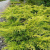 Можжевельник средний Old Gold / Juniperus pfitzeriana Old Gold можжевельник средний old gold / juniperus pfitzeriana old gold