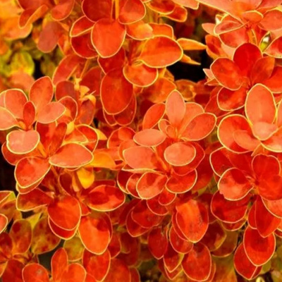 барбарис тунберга "orange ice"