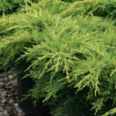 можжевельник средний голд стар / juniperus pfitzeriana gold star 