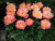 Пион межвидовый гибрид Pink Hawaiian Coral пион межвидовый гибрид pink hawaiian coral