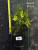 туя западная вудварди / thuja occidentalis woodwardii