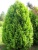 Туя западная Холмструп / Thuja occidentalis Holmstrup туя западная холмструп / thuja occidentalis holmstrup