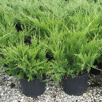 можжевельник средний mint julep / juniperus pfitzeriana mint julep