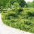 можжевельник  средний пфитцериана ауреа /  juniperus pfitzeriana pfitzeriana aurea