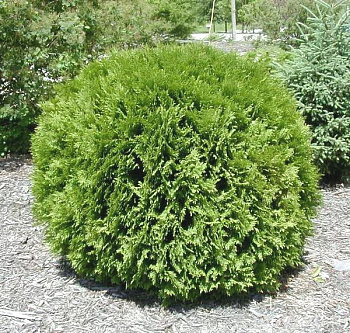 туя западная вудварди / thuja occidentalis woodwardii