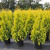 Туя западная Еллоу Риббон / Thuja occidentalis Yellow Ribbon туя западная еллоу риббон / thuja occidentalis yellow ribbon