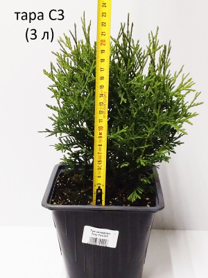 туя западная tини тим / thuja occidentalis tiny tim